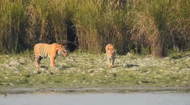 Royal Bengal Tiger Couple Walking