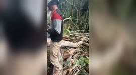 A husband and wife (couple) from Lubuklinggau City, South Sumatra (South Sumatra), Sumatra, Indonesia, became victims of a falling tree on a mountain road in Tebat Monok Village, Kepahiang District, Kepahiang Regency, Bengkulu Province, SumatraIndonesia, 