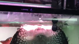 Playful pet stingray blows bubbles in water tank in Bangkok