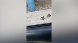 Four Myna birds fight for territory in southern Thailand