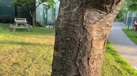 Canadian family freaks out at molting  cicada climbing a tree
