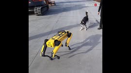 Curious pooch comes face to face with robot counterpart in Belgium