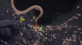 Deadly cobra strikes at official attempting to rescue it from 80-feet-deep well in India