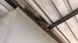 Terrified man finds 10ft long python hanging from the bathroom’s ceiling