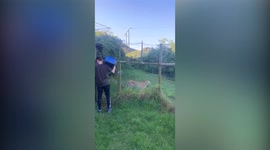 Terrifying moment wildlife volunteer is attacked by angry cheetah at park in South Africa and survives