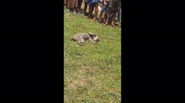 Big cat captured by Digapahandi firefighters and forest department