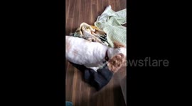 This dog is insanely happy to meet it's owner after a long separation. Clarenville, NL, Canada