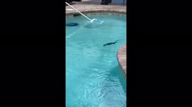 Iguana hilariously swims away from getting captured in Florida pool
