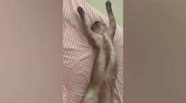 Cat sleeps in bizarre position like it's dead