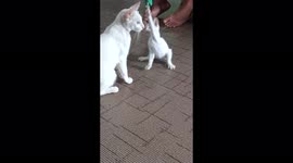 Funny cat got hanged cause of excitement - cat videos compilation