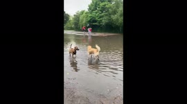 Dogs enjoy day out in submerged park after London hit with flash floods