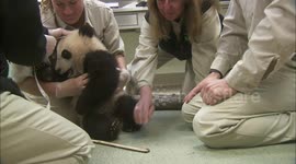 Health Exams Can Be Tough Especially For This Playful Panda Cub