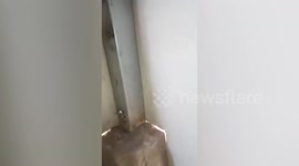 Hapless bird trapped in metal pole rescued