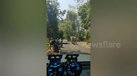 Wild elephant emerges from forest and ‘greets’ couple inside car