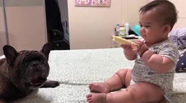 Pet french bully steals delicious rice cracker from toddler in Taiwan