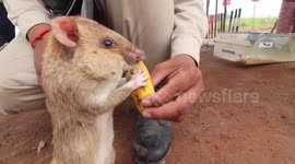Heroic Brit murdered while clearing bombs in Cambodia is honoured with giant landmine-sniffing RAT