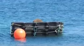 UK officials build 'safe space' for Wally The Walrus where he can relax undisturbed