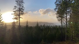 Strong Winds Move Through Nordic Forest at Sunset in Early Summer