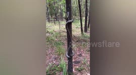 Carpet python climbs tree in spectacular fashion
