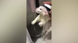 Nervous cat thinks she will drown and paddles in air while being given shower