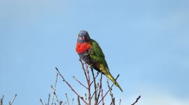 What a pity this stunning bird is a pest – a Rainbow Lorikeet perching in an Almond tree