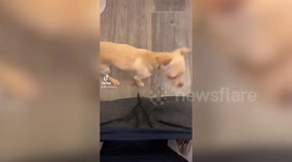 Clingy dog doesn't understand the concept of personal space and climbs into owner’s pants