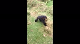 Adorable baby chimpanzee given new chance at life after being kidnapped and beaten by poachers who killed his mother