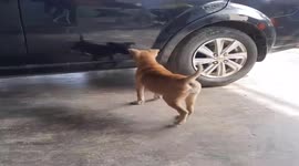 Curious pup in Vietnam barks at own reflection in car