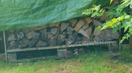 Adorable video of stoats 'playing TAG' as they chase each other in and out of woodpile