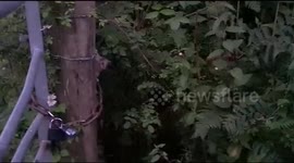 Dormouse Climbs up a Fence post in the wild during the evening
