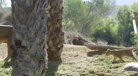 See The Cute Moment These Lion Cubs Meet Their Father for the First Time!