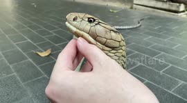 Fearless man pats king cobra on head like a pet dog