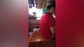 Ignored puppy demands attention by giving massages