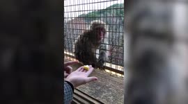 Monkey baffled by tourist's sleight of hand magic trick in Japan