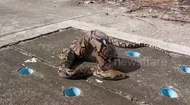 Bloated python stuck awkwardly in manhole cover rescued in Thailand