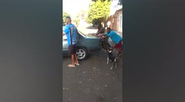 Adorable pet dog helps to push broken-down car in Brazil