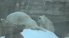 Check Out These Amazing Polar Bears As They Play in a Massive Snow Mound