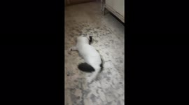 Kitty call husband for marriage ceremony