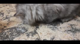 Beautiful  Kitten Carla Eats Raw Yellow Cheese