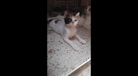 Big Sofi Sitting on stairs