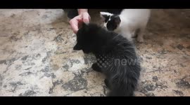 Black Jhoney Eats Prezidon Cheese From Owner Hand