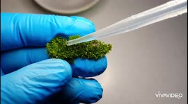 Youtuber films Waterbears (Tardigrades) in High Definition