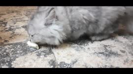 Carla Kitten First Time Eat Cheese