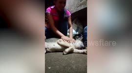 Dog plays dead but wakes up after being given snack