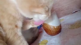 Fussy cat likes to drink water from cup instead of her bowl