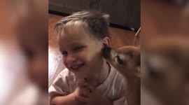 Hilarious moment a baby deer tries to 