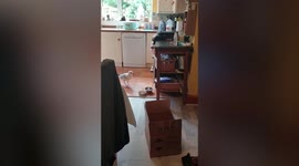 Moment cheeky seagull was caught shamelessly stealing CAT FOOD in UK