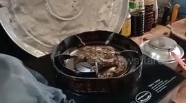 Baby python found curled up inside cooking stove