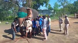 Incredibly patient Indian elephant has tumour removed while still standing