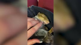 A squirrel nursed back from the brink by a UK family has never left - and now lives happily in their home